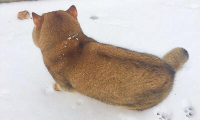 雪地里发现一只柴犬，结果转身的一瞬间笑死了.... 丨摄影师 ​