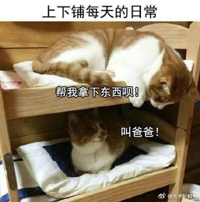 表情包……吧 大学宿舍的日常