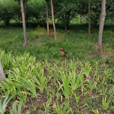 我喜欢绿色 喜欢花草树木 更心悦那清晨的露珠