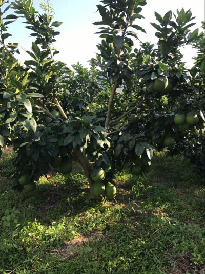 福建平和红心蜜柚 农家天然种植新鲜采摘 无打农药 无洗药水
柚子新鲜 可以做蜂蜜柚子茶原材料