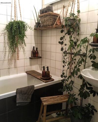 厕所适合垂吊喜阴的植物，推荐绿箩吊兰常青藤