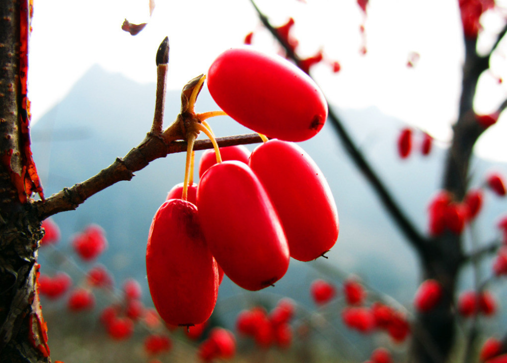 茱萸，又名“越椒”、“艾子”，是一种常绿带香的植物，具备杀虫消毒、逐寒祛风的功能。木本茱萸有吴茱萸、山茱萸和食茱萸之分，都是著名的中药。佩茱萸，中国岁时风俗之一。在九月九日重阳节时爬山登高，臂上佩带插着茱萸的布袋（古时称“茱萸囊”）。
茱萸是一种落叶小乔木，开小黄花，果实椭圆形，红色，味酸，可入药。
拉丁学名:Cornus
植物界 被子植物门 Magnoliophyta