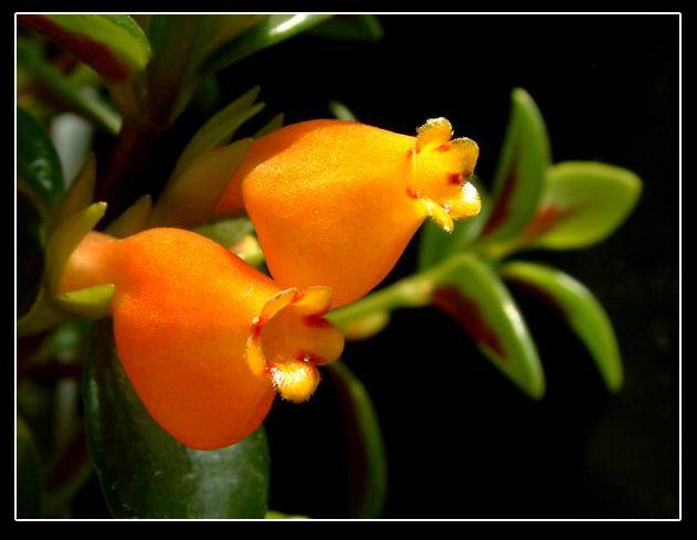 金鱼花（学名：Mina lobata Cerv.）是旋花科，金鱼花属多年生向左旋缠绕草本植物，茎无毛，叶片3裂或全缘。聚伞花序，长达35cm，花偏向一侧；花冠管状，具棱略弯，口部呈坛状，初红色，渐转为淡黄色至白色；叶面浓绿色，多于春季开花，花期20余天。原产墨西哥至中美洲及南美洲，广植于热带植物园。为美丽的庭园观赏植物。金鱼花既能观叶又可赏花，适宜作室内垂盆或吊篮栽培，置于柜顶、几架或窗台垂吊，观赏效果极佳。