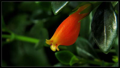 金鱼花（学名：Mina lobata Cerv.）是旋花科，金鱼花属多年生向左旋缠绕草本植物，茎无毛，叶片3裂或全缘。聚伞花序，长达35cm，花偏向一侧；花冠管状，具棱略弯，口部呈坛状，初红色，渐转为淡黄色至白色；叶面浓绿…