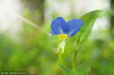 鸭跖草，拉丁学名：（Commelina communis），别名碧竹子、翠蝴蝶、淡竹叶等。属粉状胚乳目、鸭跖草科、鸭跖草属一年生披散草本。鸭跖草叶形为披针形至卵状披针形，叶序为互生，茎为匍匐茎，花朵为聚花序，顶生或腋生…