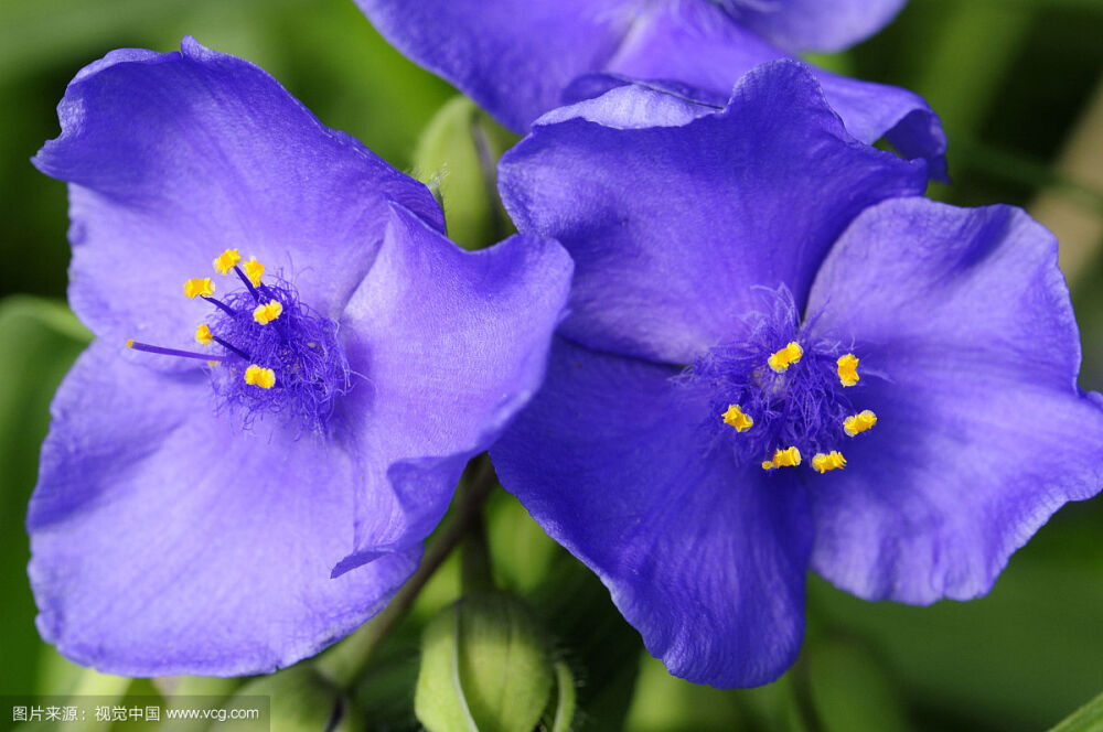 鸭跖草，拉丁学名：（Commelina communis），别名碧竹子、翠蝴蝶、淡竹叶等。属粉状胚乳目、鸭跖草科、鸭跖草属一年生披散草本。鸭跖草叶形为披针形至卵状披针形，叶序为互生，茎为匍匐茎，花朵为聚花序，顶生或腋生，雌雄同株，花瓣上面两瓣为蓝色，下面一瓣为白色，花苞呈佛焰苞状，绿色，雄蕊有6枚。
产云南、四川、甘肃以东的南北各省区。越南、朝鲜、日本、俄罗斯远东地区以及北美也有分布，模式标本采自北美。
