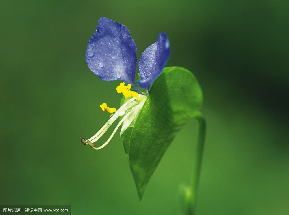 鸭跖草，拉丁学名：（Commelina communis），别名碧竹子、翠蝴蝶、淡竹叶等。属粉状胚乳目、鸭跖草科、鸭跖草属一年生披散草本。鸭跖草叶形为披针形至卵状披针形，叶序为互生，茎为匍匐茎，花朵为聚花序，顶生或腋生，雌雄同株，花瓣上面两瓣为蓝色，下面一瓣为白色，花苞呈佛焰苞状，绿色，雄蕊有6枚。
产云南、四川、甘肃以东的南北各省区。越南、朝鲜、日本、俄罗斯远东地区以及北美也有分布，模式标本采自北美。
