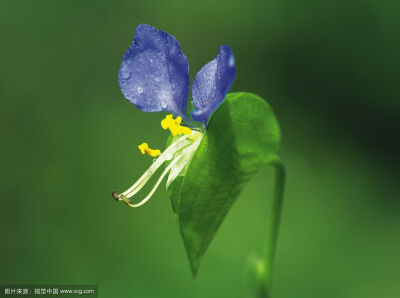 鸭跖草，拉丁学名：（Commelina communis），别名碧竹子、翠蝴蝶、淡竹叶等。属粉状胚乳目、鸭跖草科、鸭跖草属一年生披散草本。鸭跖草叶形为披针形至卵状披针形，叶序为互生，茎为匍匐茎，花朵为聚花序，顶生或腋生…