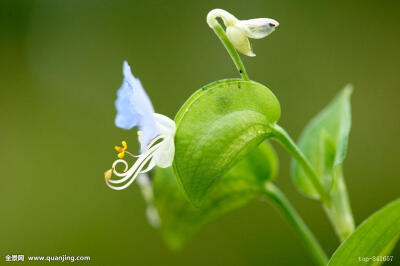 鸭跖草，拉丁学名：（Commelina communis），别名碧竹子、翠蝴蝶、淡竹叶等。属粉状胚乳目、鸭跖草科、鸭跖草属一年生披散草本。鸭跖草叶形为披针形至卵状披针形，叶序为互生，茎为匍匐茎，花朵为聚花序，顶生或腋生…