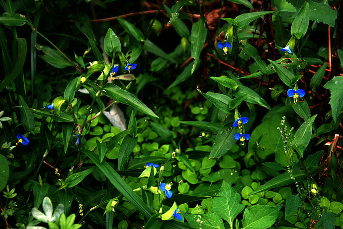 鸭跖草，拉丁学名：（Commelina communis），别名碧竹子、翠蝴蝶、淡竹叶等。属粉状胚乳目、鸭跖草科、鸭跖草属一年生披散草本。鸭跖草叶形为披针形至卵状披针形，叶序为互生，茎为匍匐茎，花朵为聚花序，顶生或腋生，雌雄同株，花瓣上面两瓣为蓝色，下面一瓣为白色，花苞呈佛焰苞状，绿色，雄蕊有6枚。
产云南、四川、甘肃以东的南北各省区。越南、朝鲜、日本、俄罗斯远东地区以及北美也有分布，模式标本采自北美。
