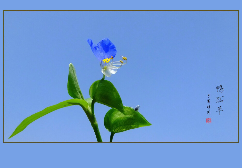 鸭跖草，拉丁学名：（Commelina communis），别名碧竹子、翠蝴蝶、淡竹叶等。属粉状胚乳目、鸭跖草科、鸭跖草属一年生披散草本。鸭跖草叶形为披针形至卵状披针形，叶序为互生，茎为匍匐茎，花朵为聚花序，顶生或腋生，雌雄同株，花瓣上面两瓣为蓝色，下面一瓣为白色，花苞呈佛焰苞状，绿色，雄蕊有6枚。
产云南、四川、甘肃以东的南北各省区。越南、朝鲜、日本、俄罗斯远东地区以及北美也有分布，模式标本采自北美。
