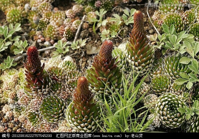 大兴安岭野生植物 瓦松