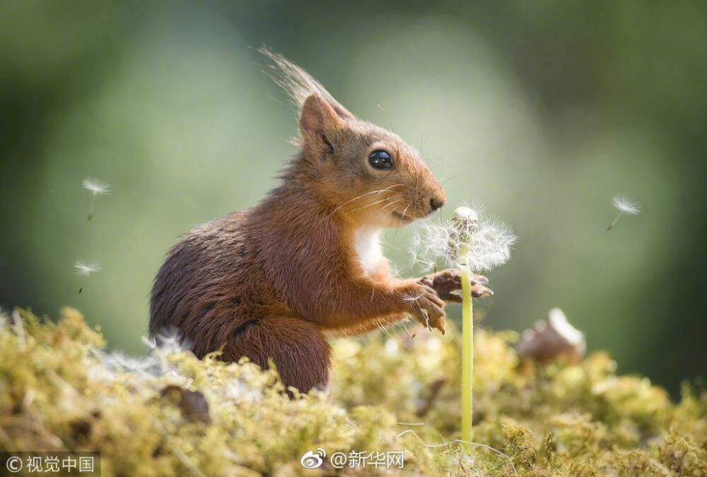 红松鼠与蒲公英