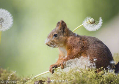 红松鼠与蒲公英