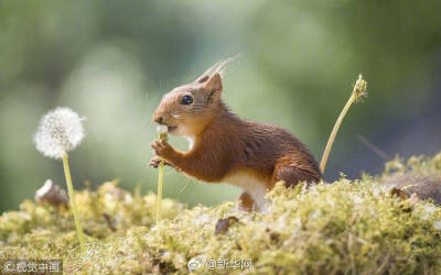 红松鼠与蒲公英