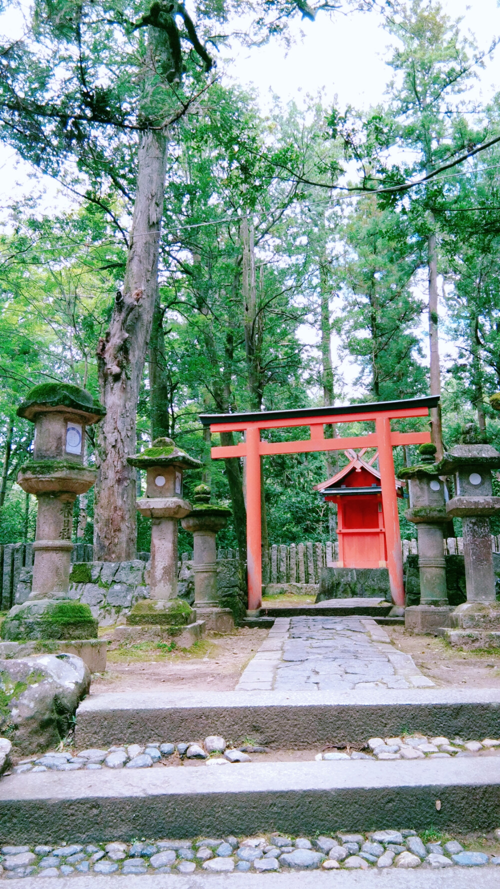 奈良 鹿 日本 东大寺