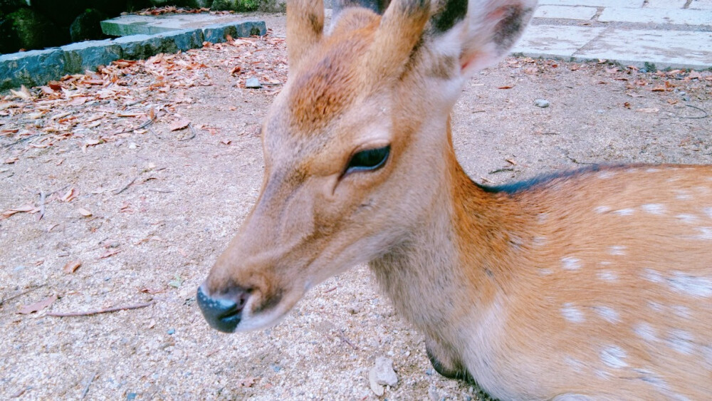 奈良 鹿 日本 东大寺