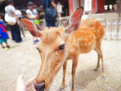 奈良 鹿 日本 东大寺