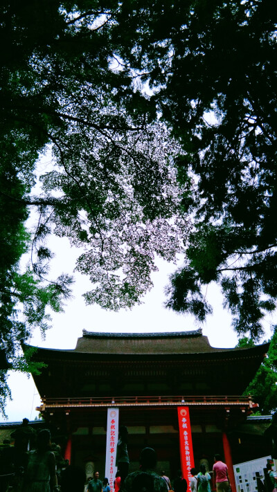 奈良 鹿 日本 东大寺