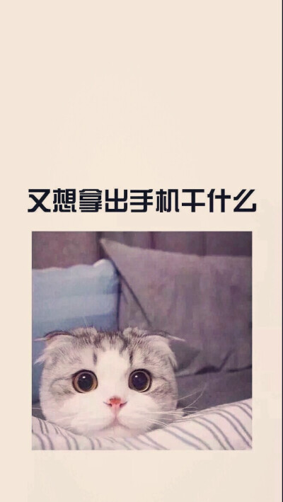 可爱猫咪文字壁纸