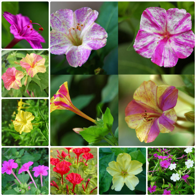 [转载]夏季植物图鉴（一）——夏天的花坛
紫茉莉（紫茉莉科）茎高约1m，多分枝。花于傍晚开放，有红、黄、白等颜色。