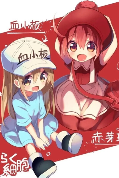 工作细胞_血小板 红细胞