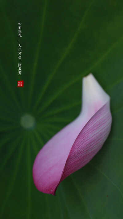 芬芳
