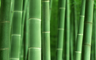 General 1440x900 macro bamboo plants nature green