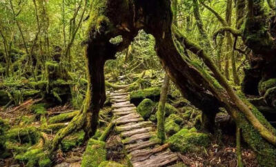 《一出好戏》取景地竟是宫崎骏的魔法森林——屋久岛，被孤独星球评为“最不寻常的旅游胜地之一”。 ​​​​