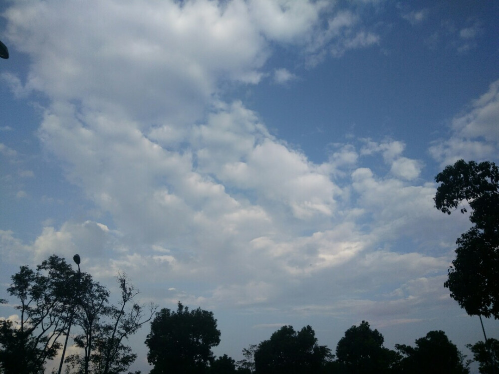 天空 乡村 树 绿色 湖面