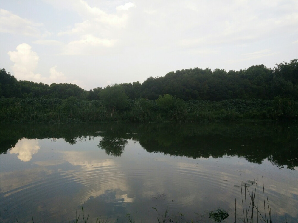 天空 鄉(xiāng)村 樹 綠色 湖面