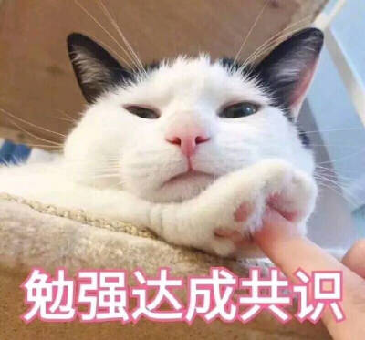 表情包