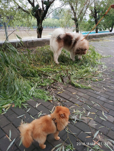 汪界潘长江路遇姚明