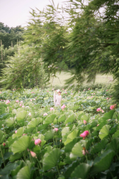 转自微博：苏叔er
《采莲曲》
荷叶罗裙一色裁，芙蓉向脸两边开。
乱入池中看不见，闻歌始觉有人来。
出境：FC_是你星柱哥哥
师傅：知竹zZ
汉服：流烟昔泠-琉璃酱
场地：重大虎溪校区
文本：苏叔er