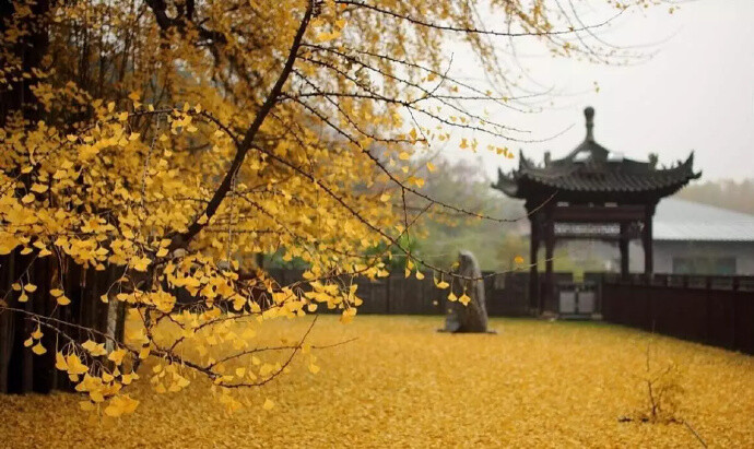 西安终南山古观音禅寺之中千年银杏树，传说是当年李世民亲手栽种，美了1400年！ ​