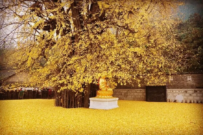 西安终南山古观音禅寺之中千年银杏树，传说是当年李世民亲手栽种，美了1400年！ ​