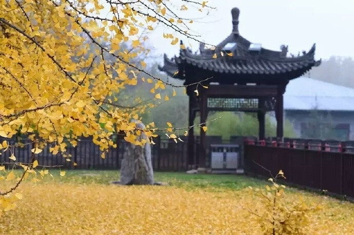 西安终南山古观音禅寺之中千年银杏树，传说是当年李世民亲手栽种，美了1400年！ ​