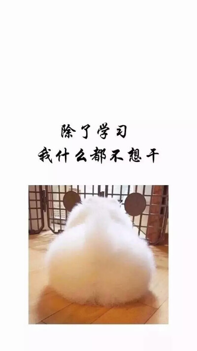 毒鸡汤壁纸