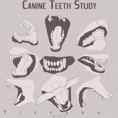 犬类素材