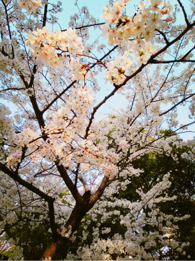 花谢花飞花满天