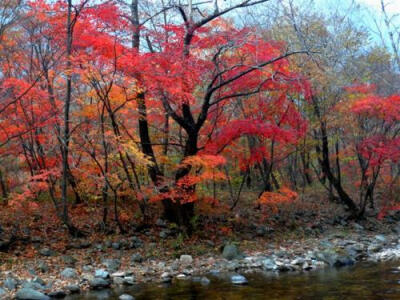 一重山，两重山。山远天高烟水寒，相思枫叶丹。____李煜 ​