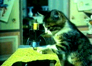 喵星人GIF