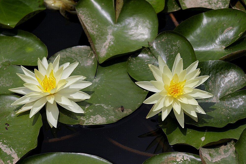 白睡莲 花期7-10月