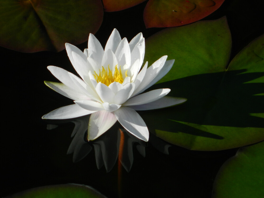 白睡莲 花期7-10月