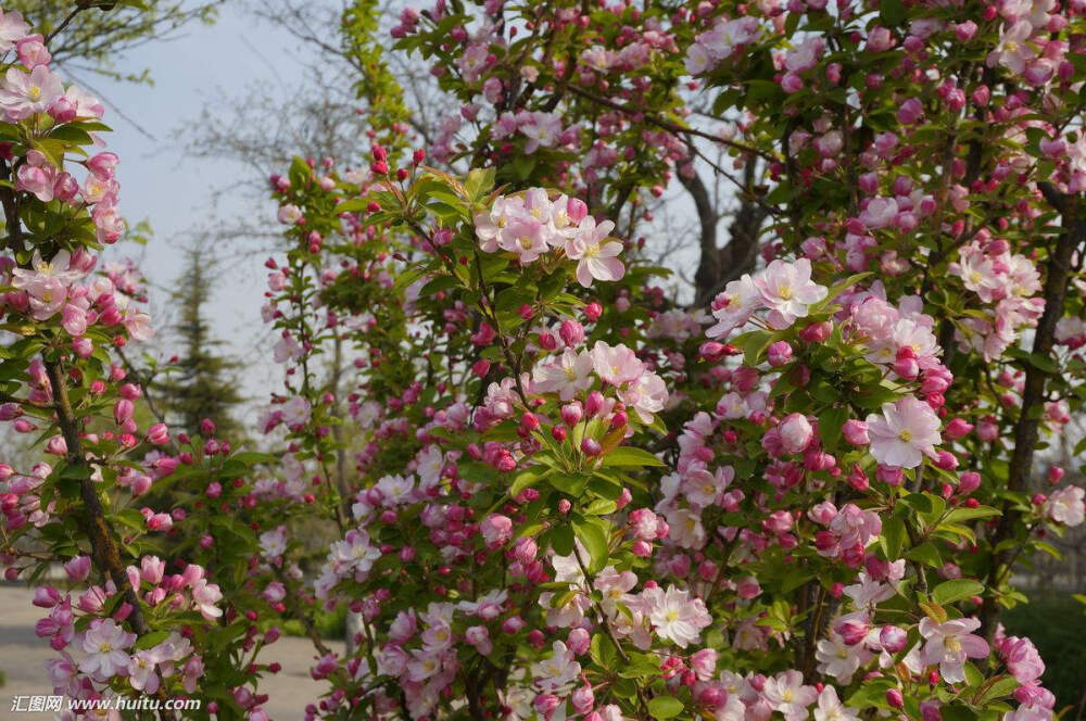 西府海棠 花期3-4月