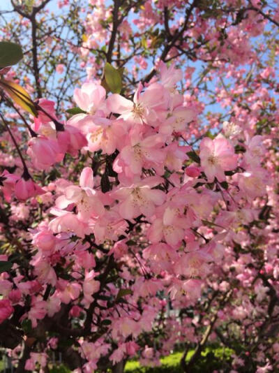 垂丝海棠 花期3-4月
