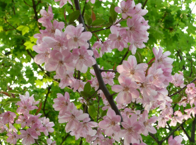 垂丝海棠 花期3-4月