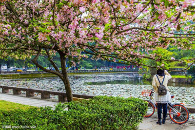 垂丝海棠 花期3-4月