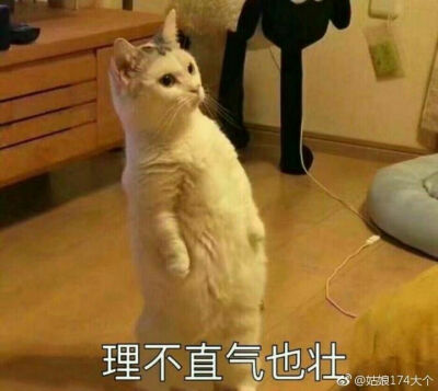 猫 狗 表情包