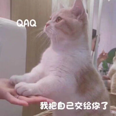 猫 狗 表情包